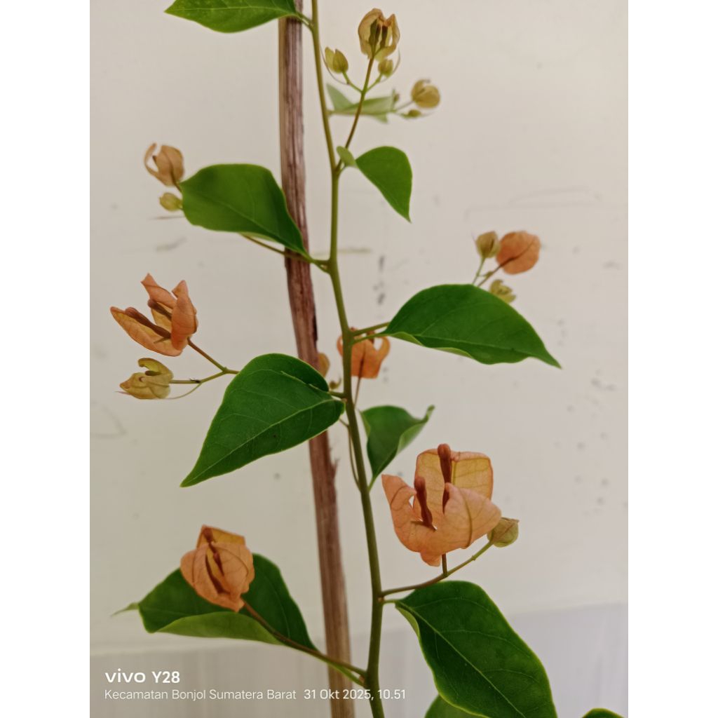 Bougenville/Bunga Kertas ID : ANGGUR KUNING