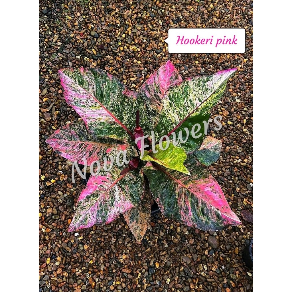 Hookeri pink Cantik Mewah