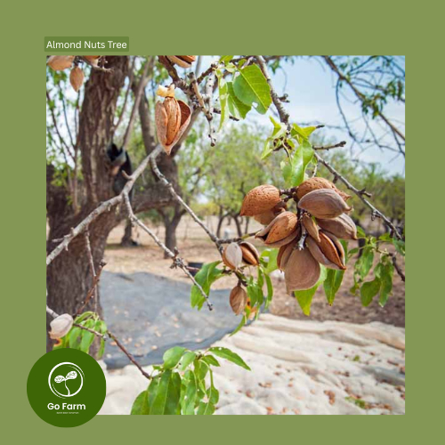 Benih Bibit Pohon Kacang Almond 1 Biji