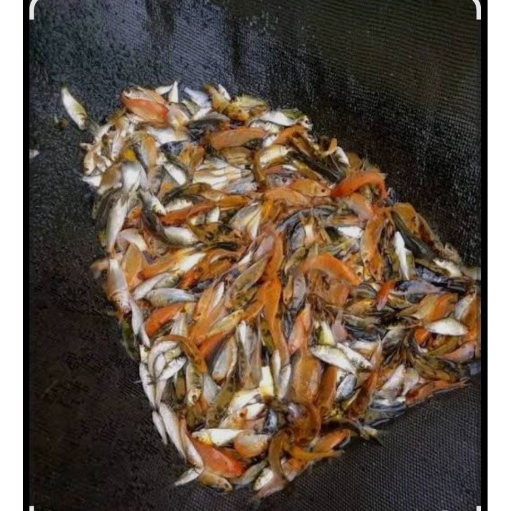 UMPAN IKAN PREDATOR ANAKAN IKAN MAS PAKAN IKAN PREDATOR