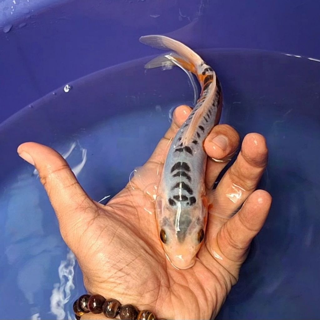 Ikan Koi Blitar Jenis Shusui / Rumah Koi Jakarta / kode 0023