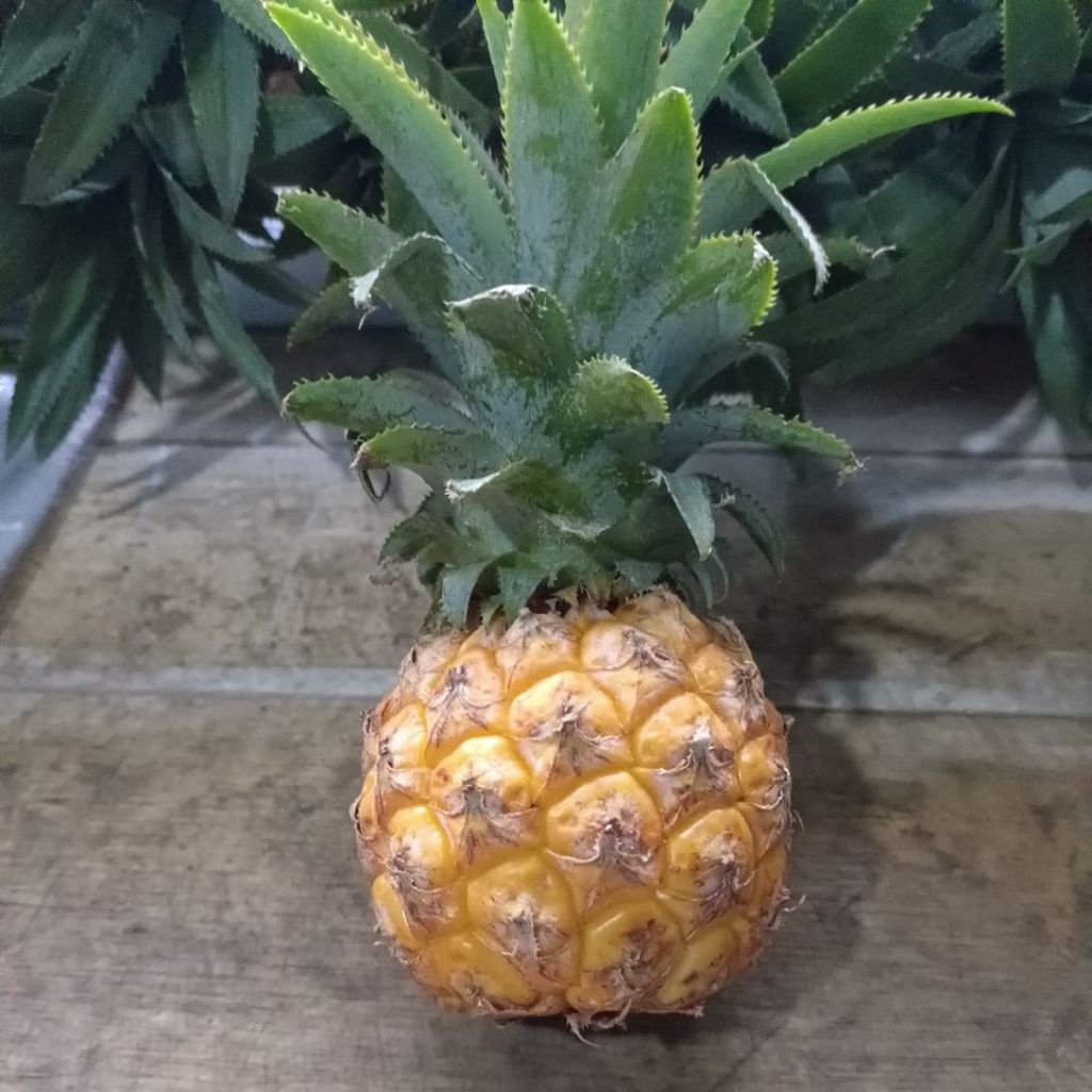 NANAS MADU ASLI BELIK PEMALANG