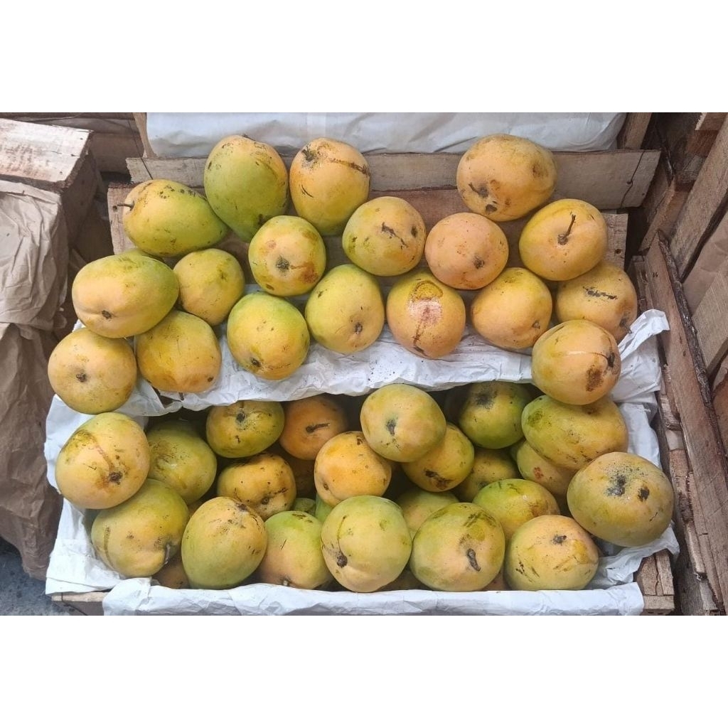 Buah Mangga Gedong Gincu 1kg - Mangga Gincu Segar dan Fresh 1 kg