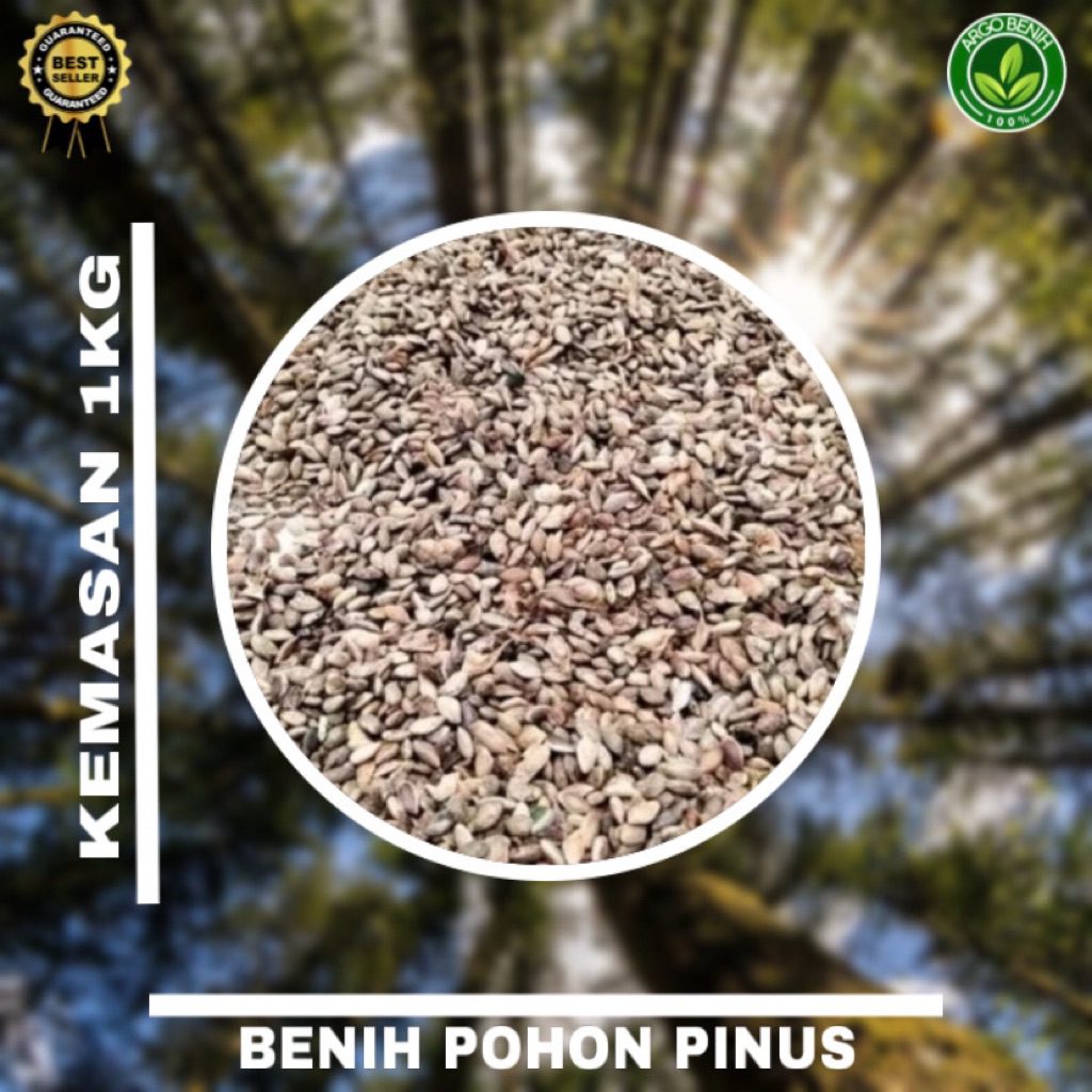 Benih Biji Pohon Pinus Merkusii 1kg siap semai Biji Tanaman Pinus Merkusii - BONUS 100 GRAM