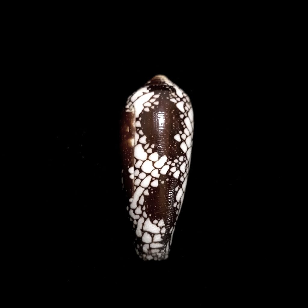 Cangkang kerang Conus penaceus