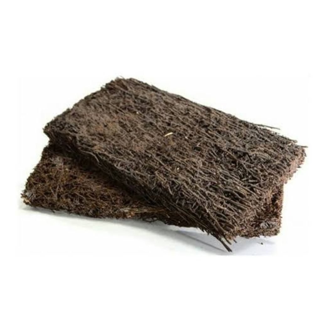 Media tanam pakis papan, pakis lempengan, media anggrek, Pakis Papan Murah