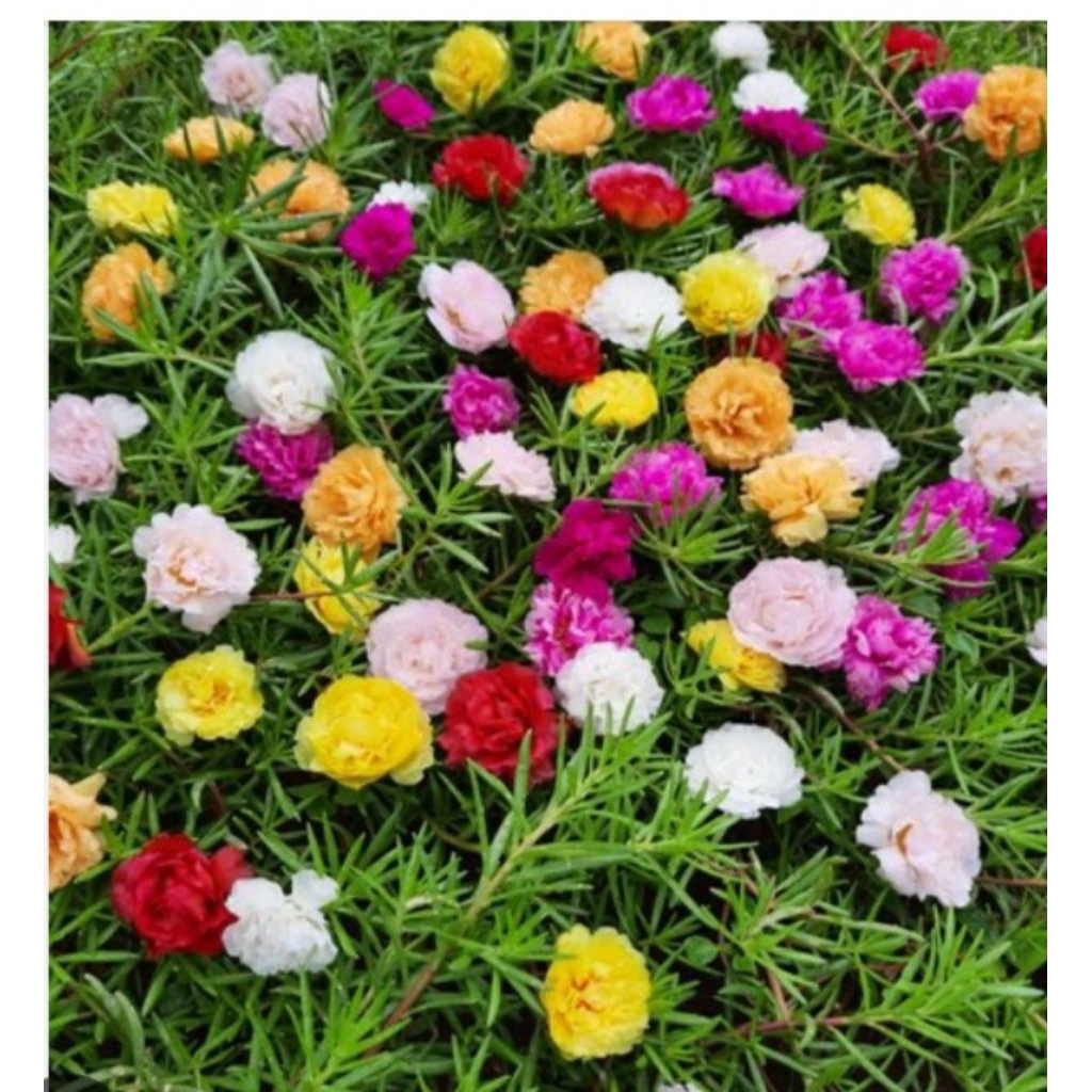 bibit,krokot,warna,warni,beli(3)bonus(5)bibit,bunga,kerokot,+pupuk