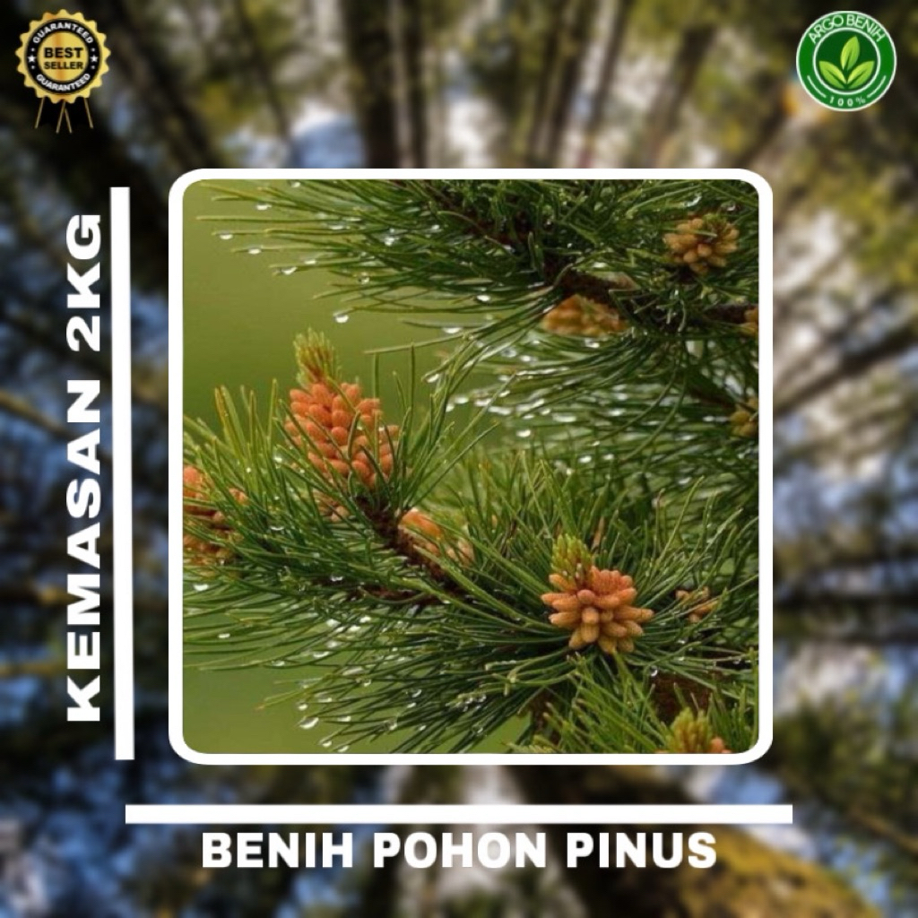 Benih Biji Pohon Pinus Merkusii 2kg siap semai Biji Tanaman Pinus Merkusii - BONUS 200 GRAM