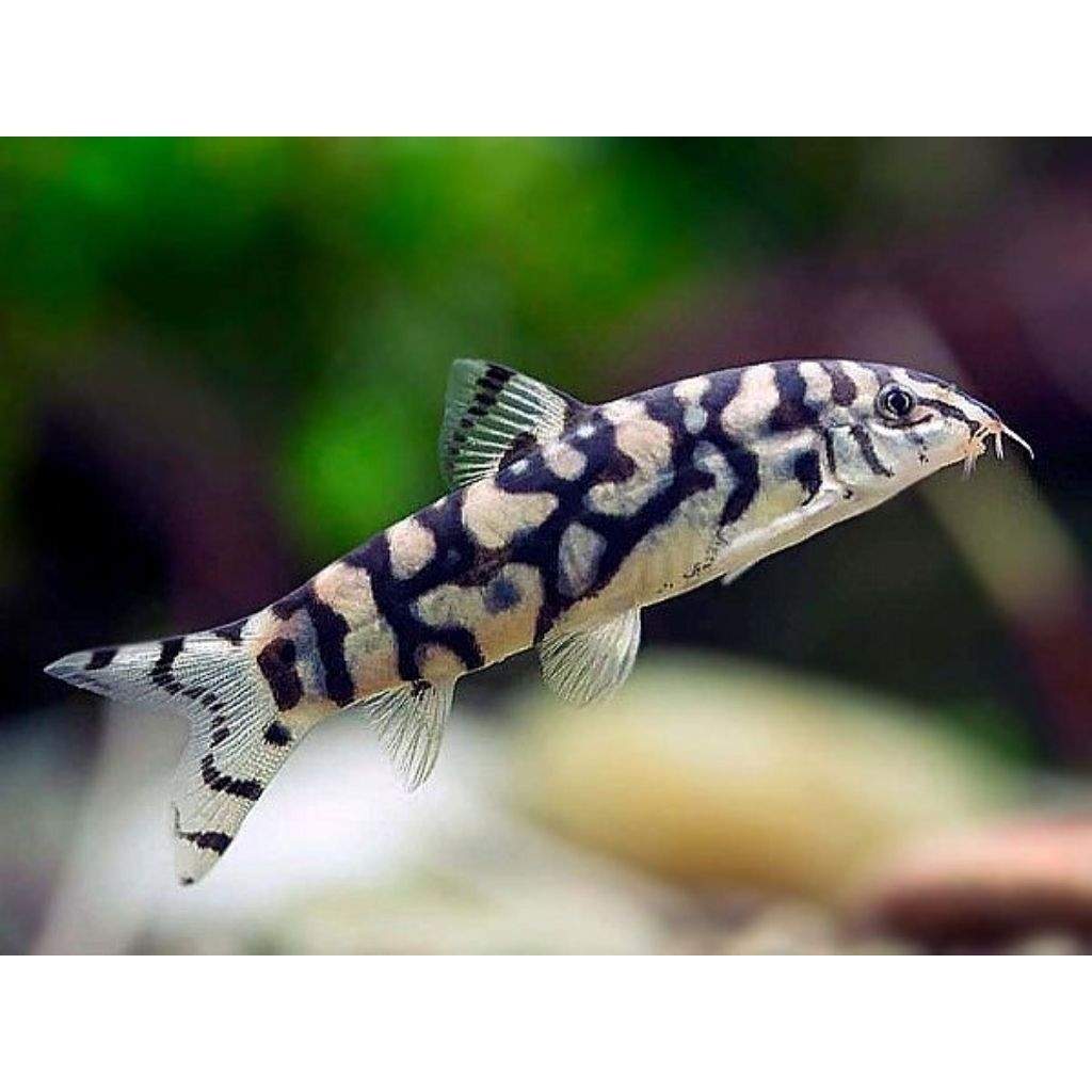 Botia India - Ikan Pembersih Dasar Aquascape