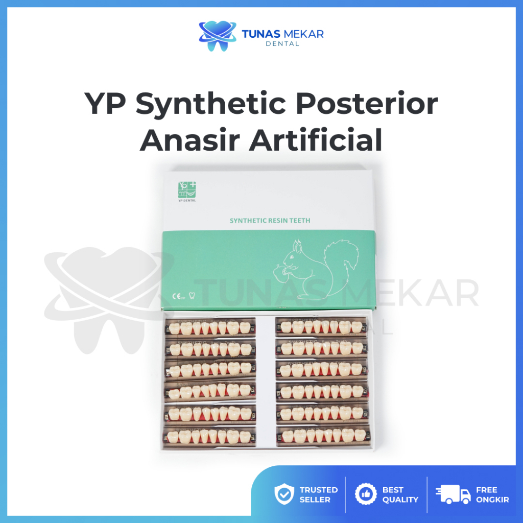 YP Synthetic 1 Box Belakang Posterior Anasir Artificial Gigi Palsu Dental