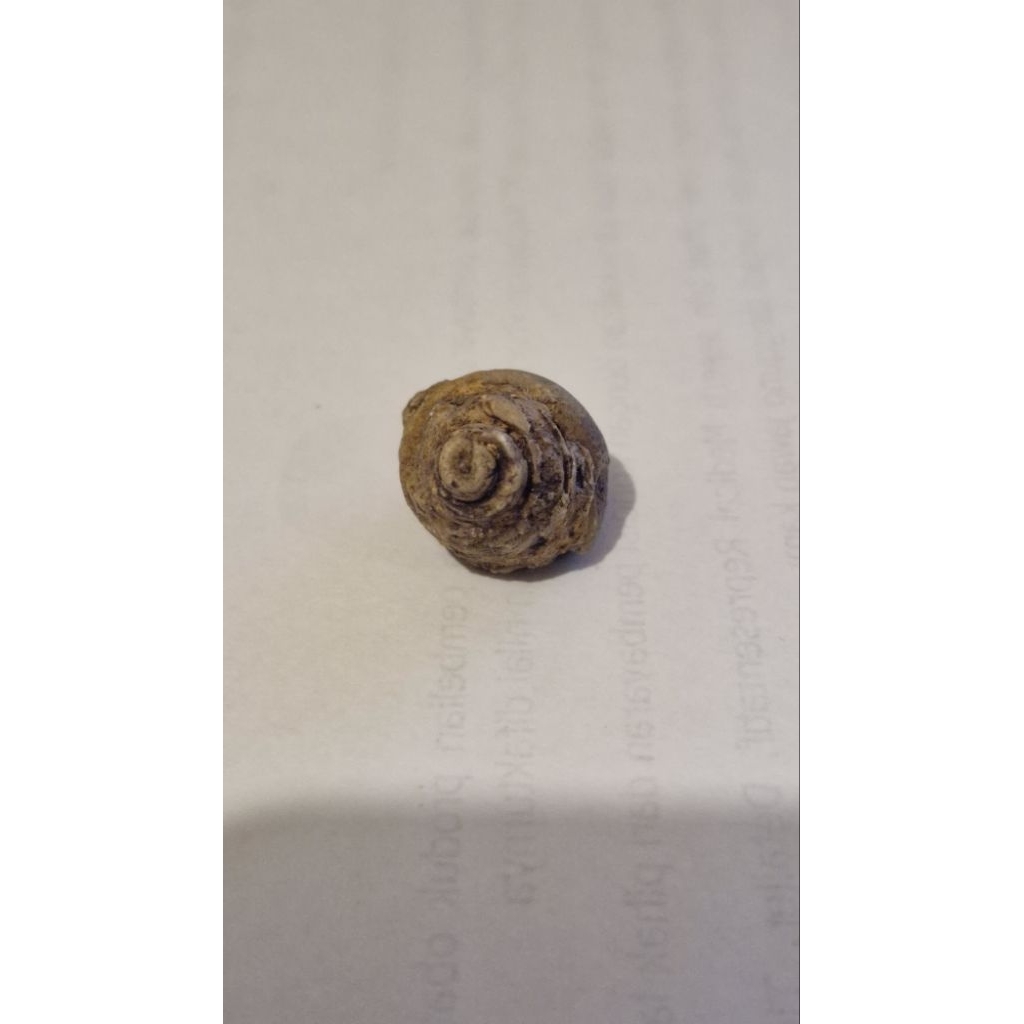 Fos Sil Asli Keong Kol Buntet (kode: G4)