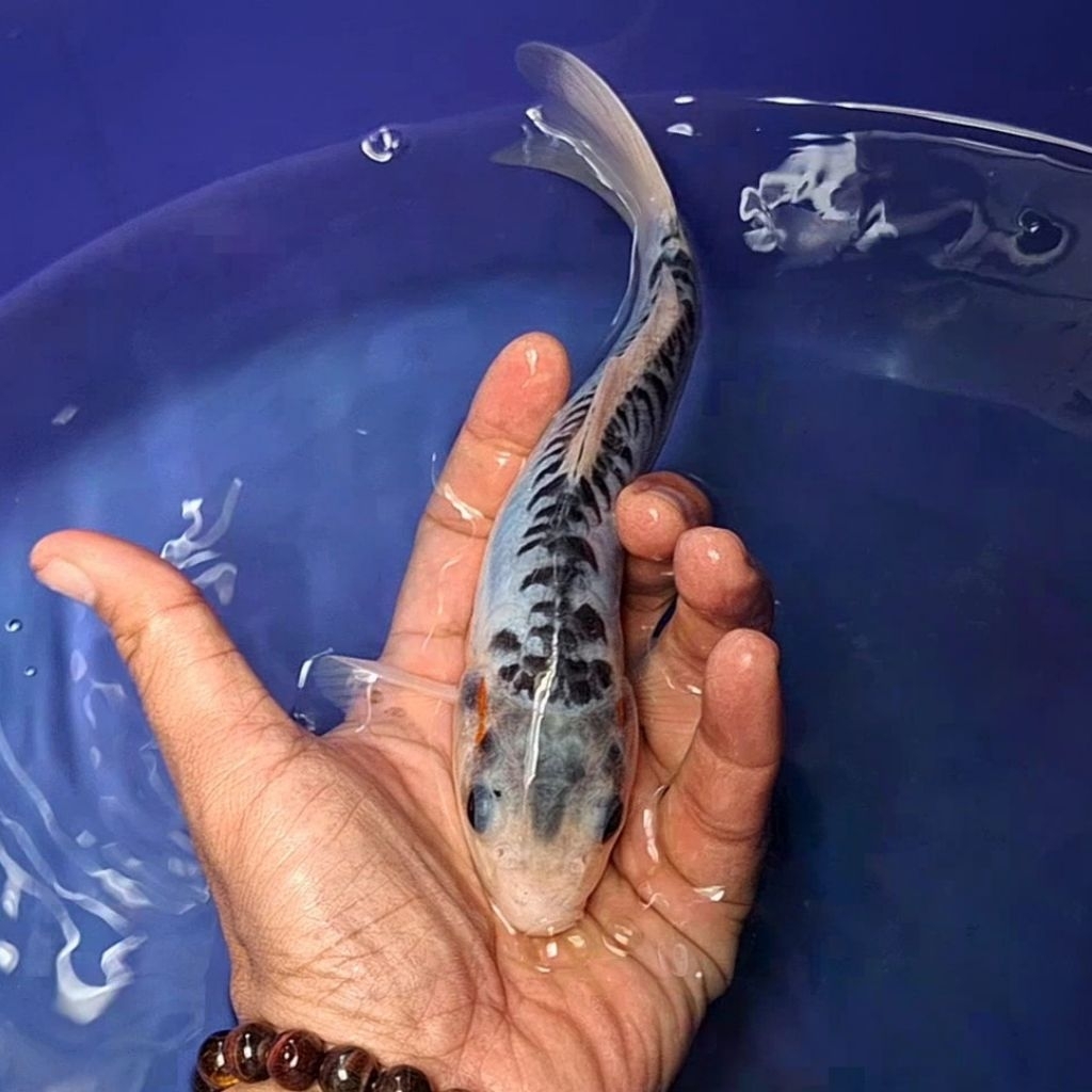Ikan Koi Blitar Jenis Shusui / Rumah Koi Jakarta / kode 0019