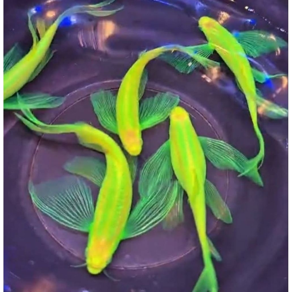 Sepasang Indukan Zebra Danio Slayer - Ikan Hias Aquascape