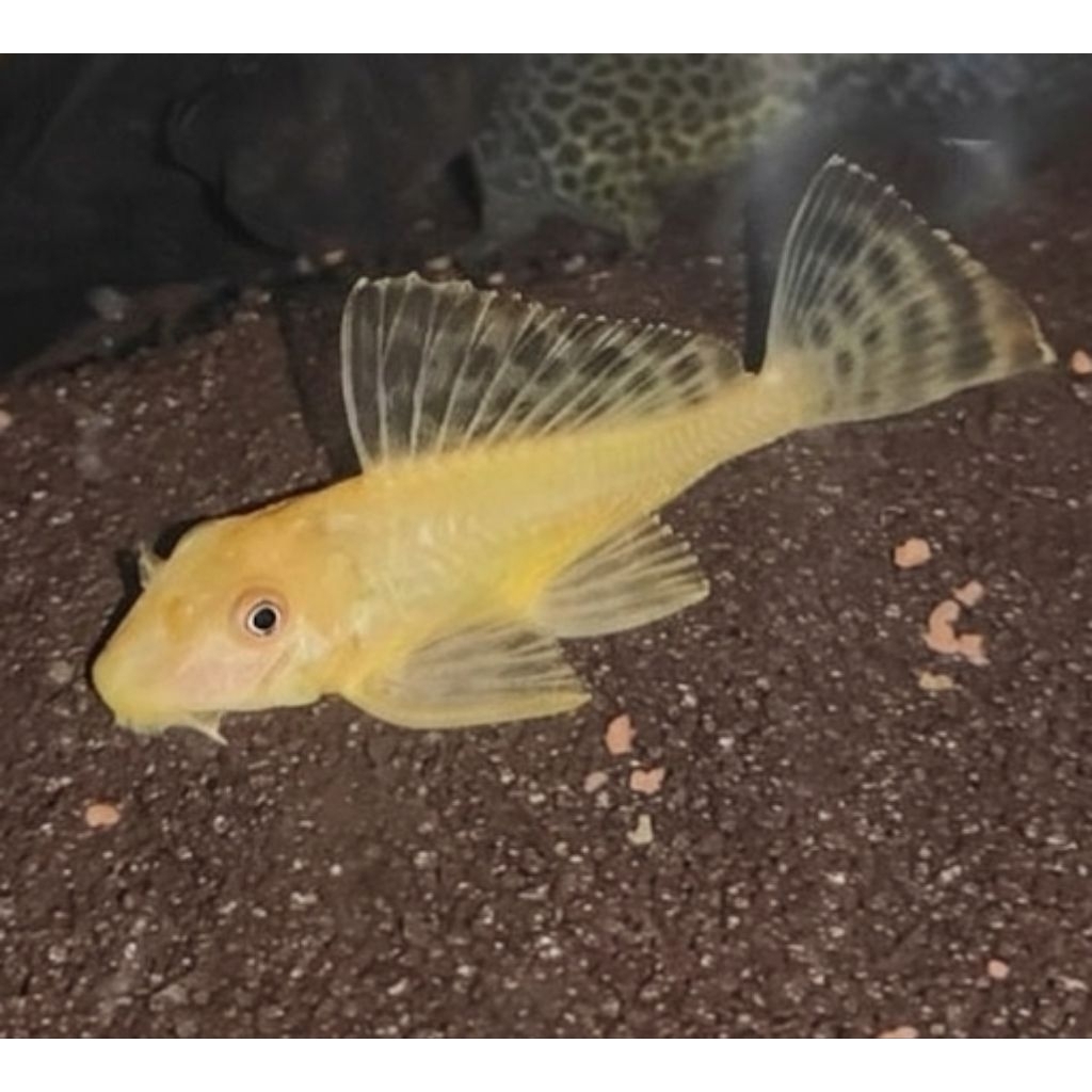 Sapu Albino 7cm - Ikan Hias Pembersih Lumut Algae Aquascape