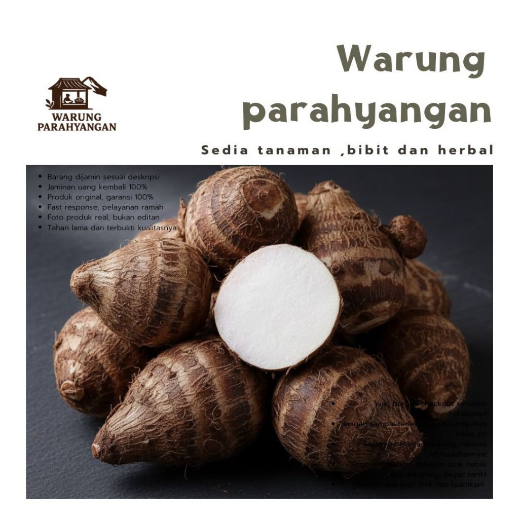 Umbi talas kimpul Umbi talas pulen