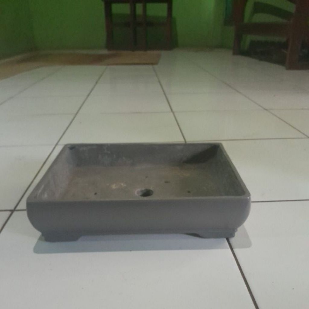 Pot bonsai Mame semen