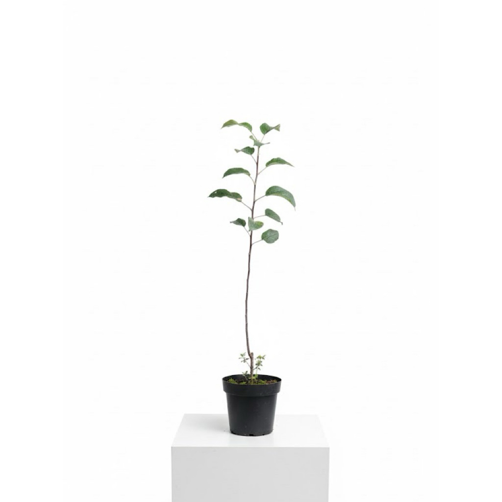 bibit apel okulasi anna dan manalagi