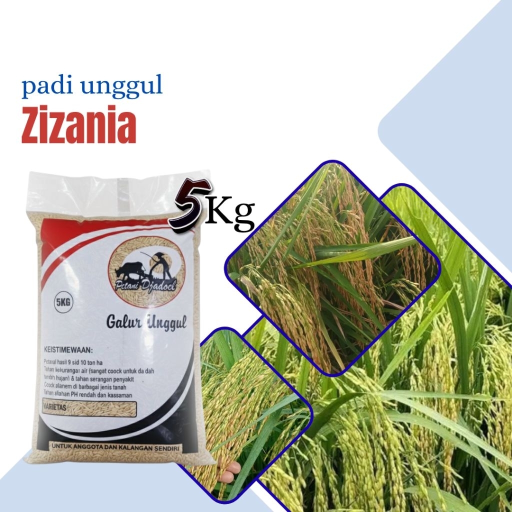 Benih padi unggul zizania 5kg