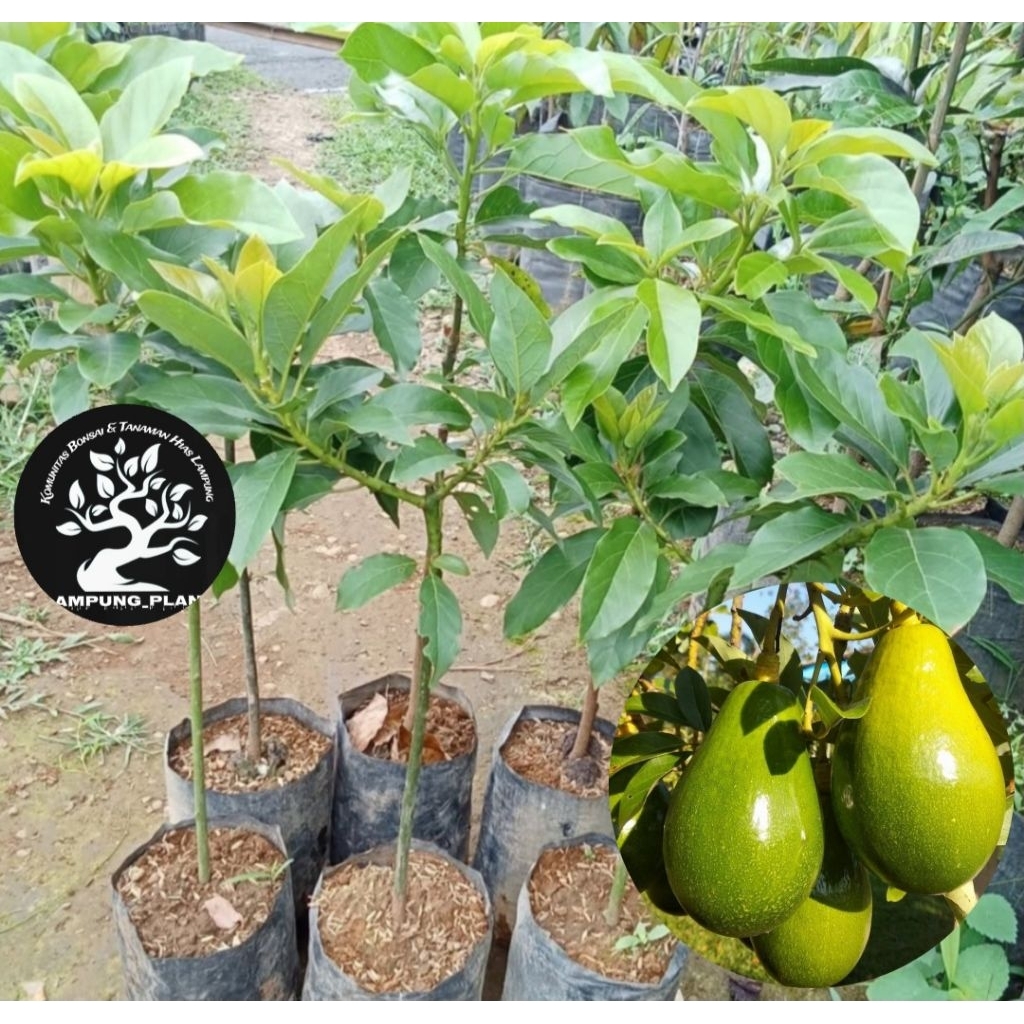 Bibit Alpukat Lilin Singkawang Batang Besar