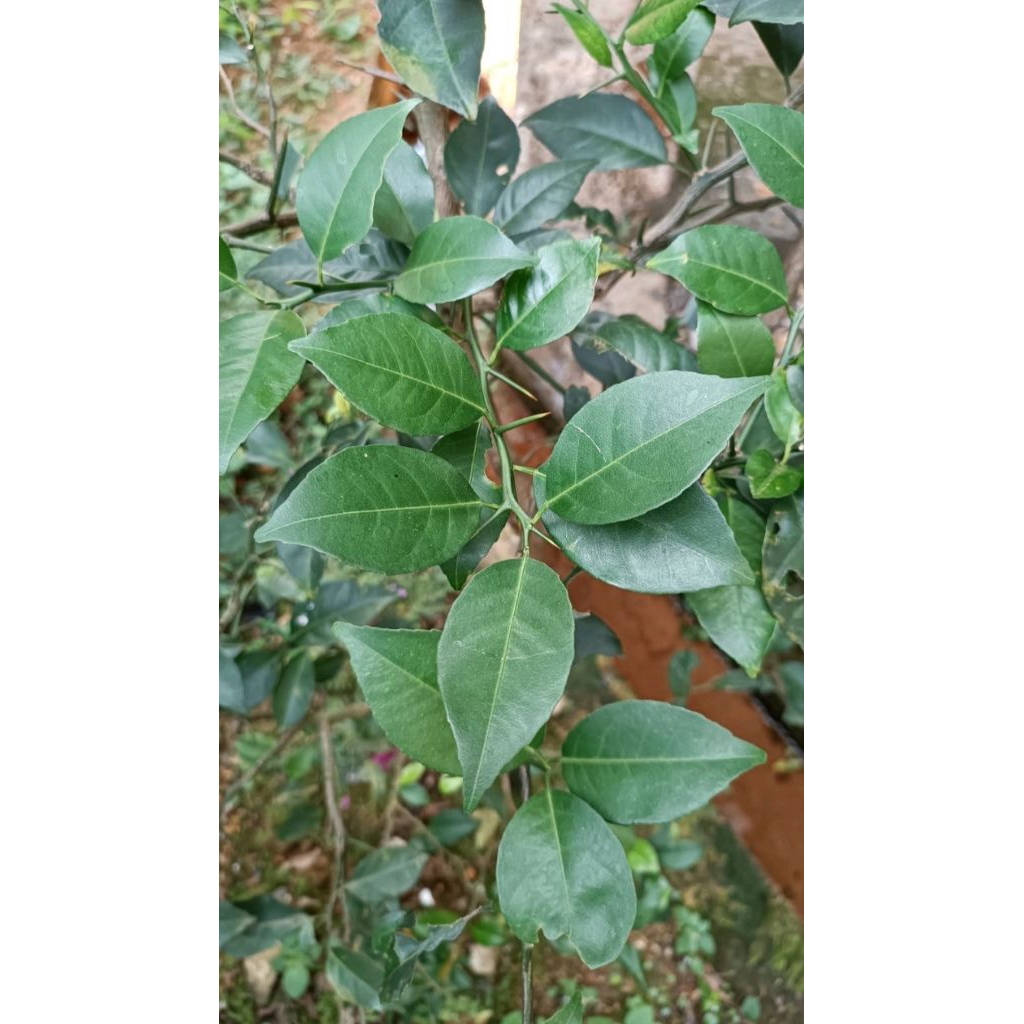 daun jeruk nipis/limau 100 gram