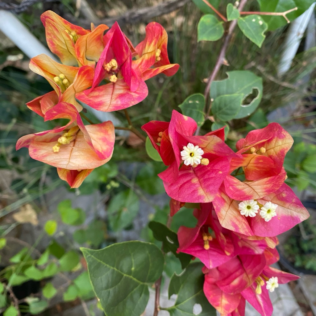 (Batang Besar) Batang Stek Bougenville Import Citra Monduring 1 kg