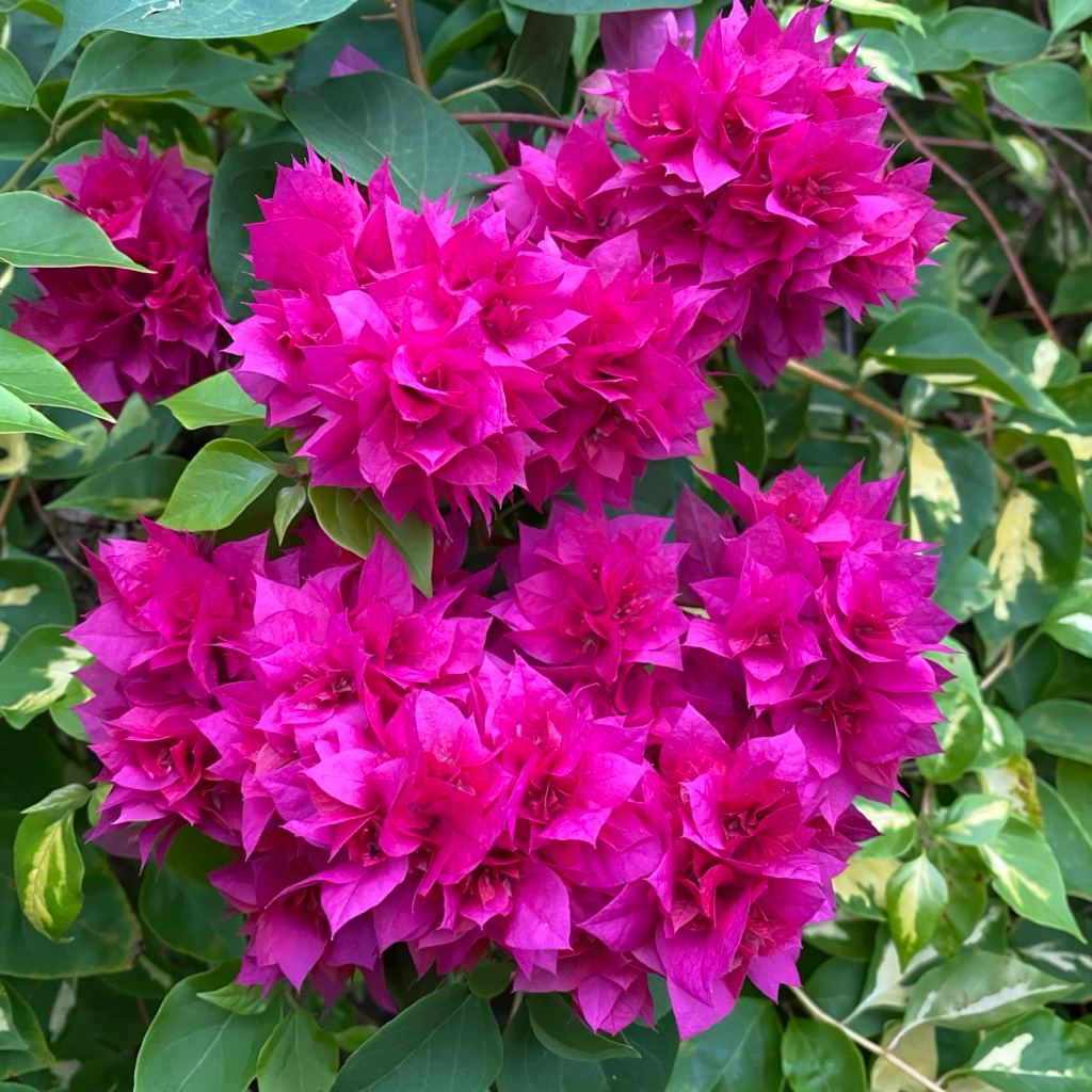 (5 btg) Batang Stek Bougenville Import Hawai Merah Fanta