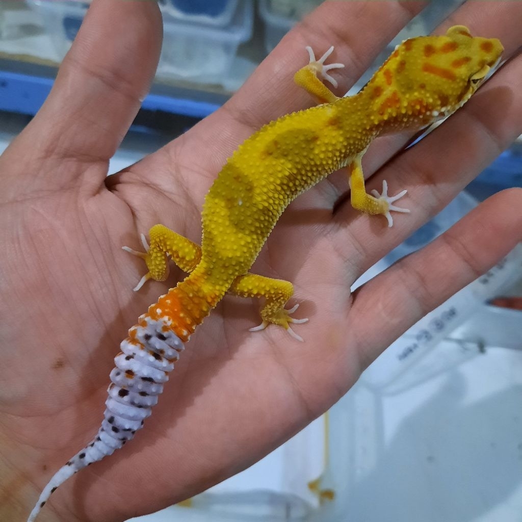 Mainan Premium Gecko leopard jungle tremper