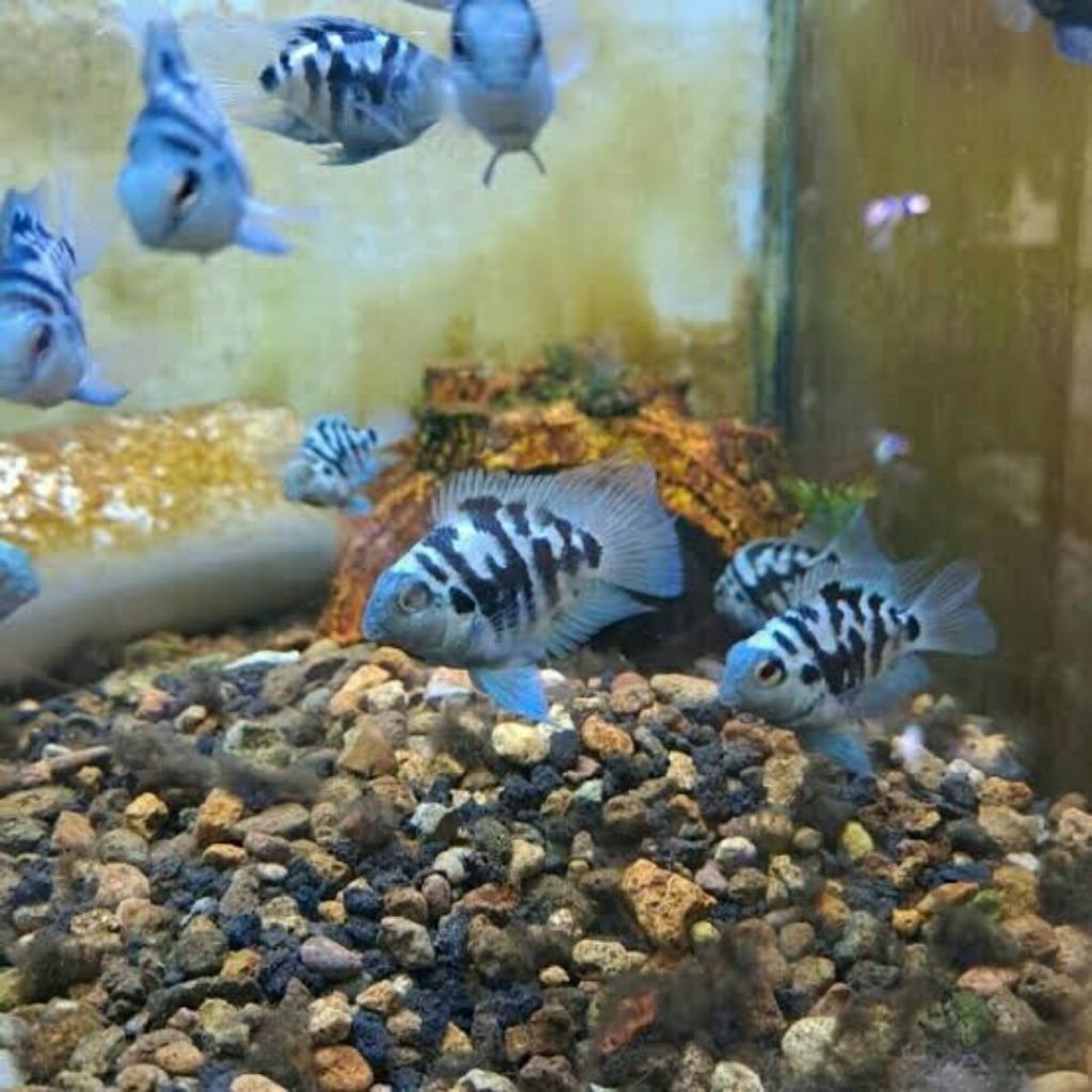 Ikan blue polar Parrot indukan cantik dan sehat