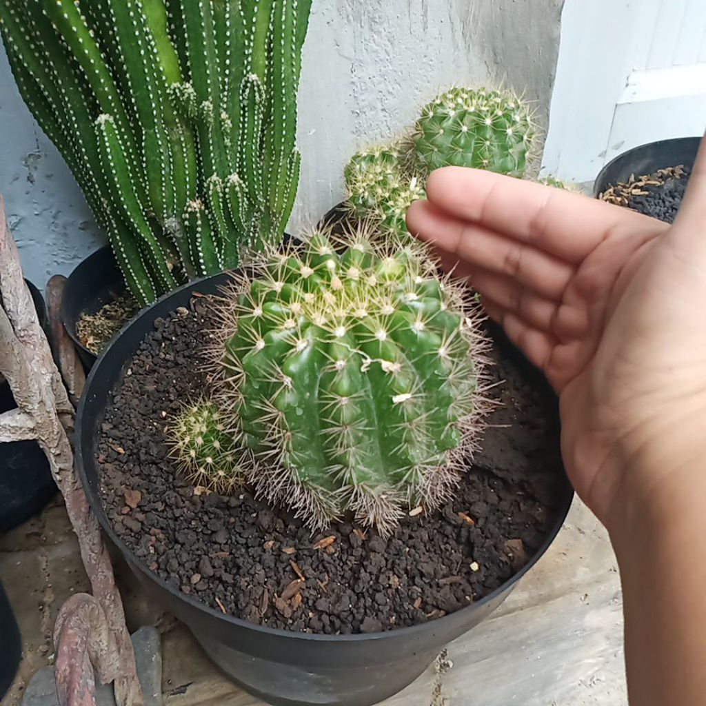 Kaktus jumbo hidup For SALE berduri