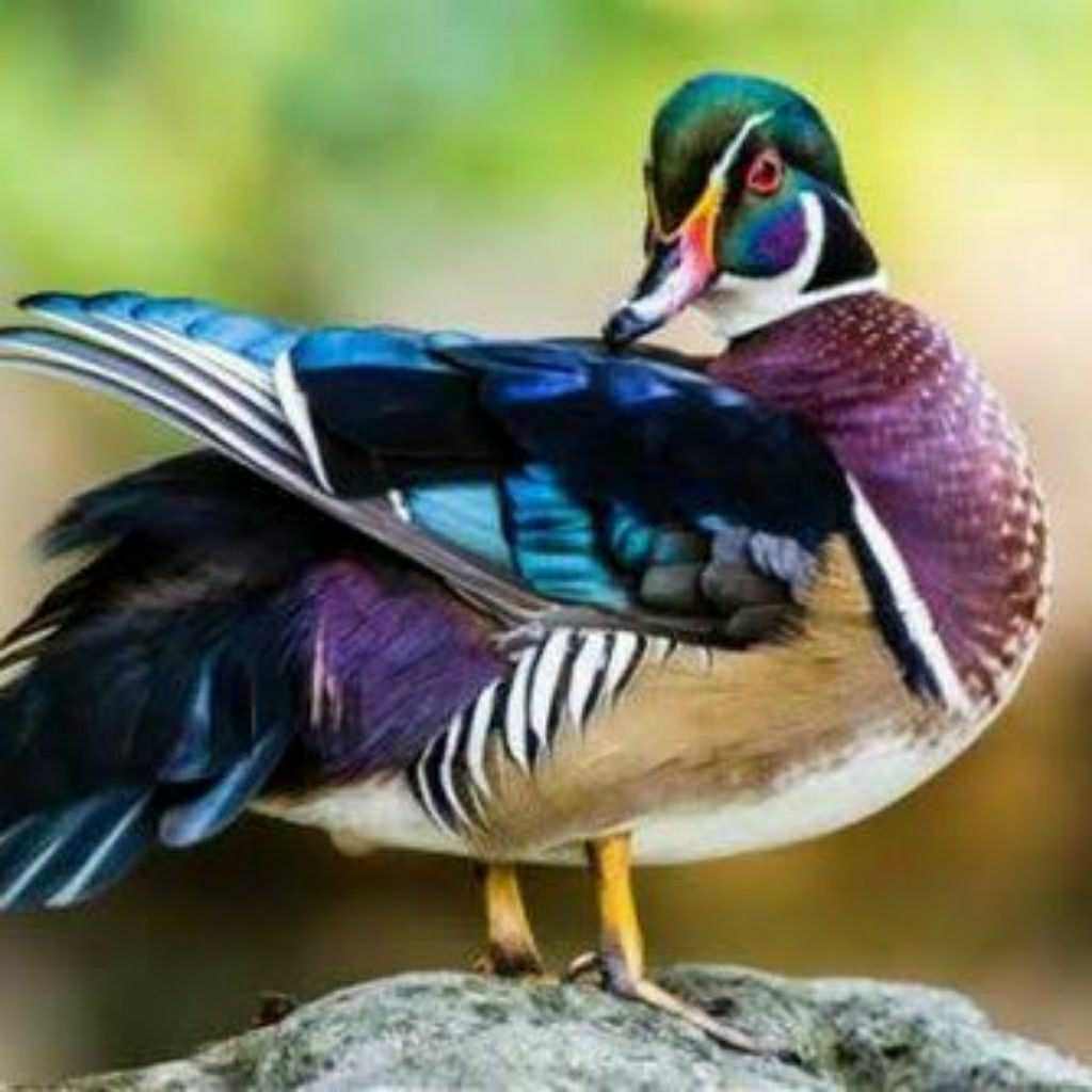 TELUR FERTIL BEBEK MANDARIN BISA DI TETASKAN