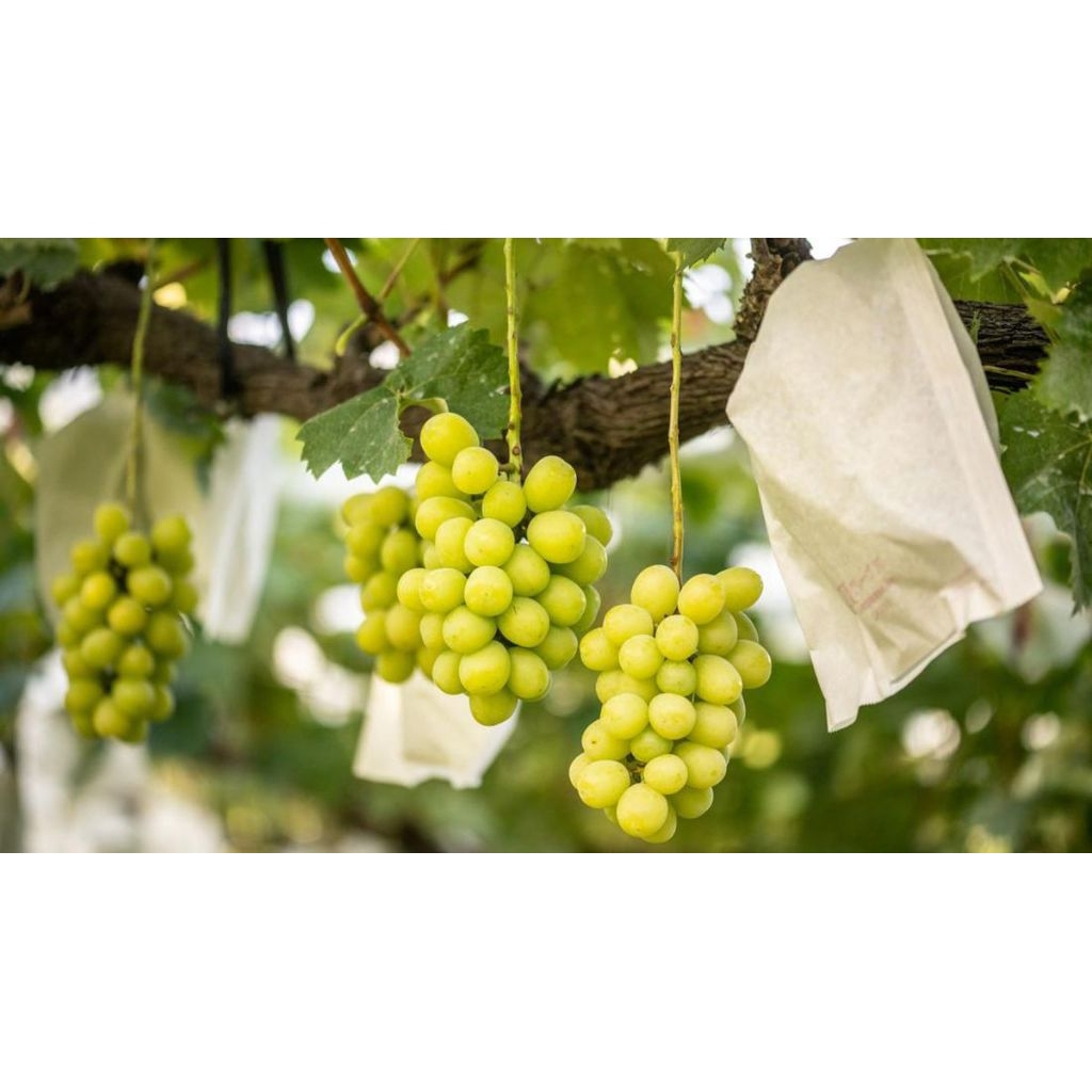 BIBIT ANGGUR SHINE MUSCAT 100% Valid