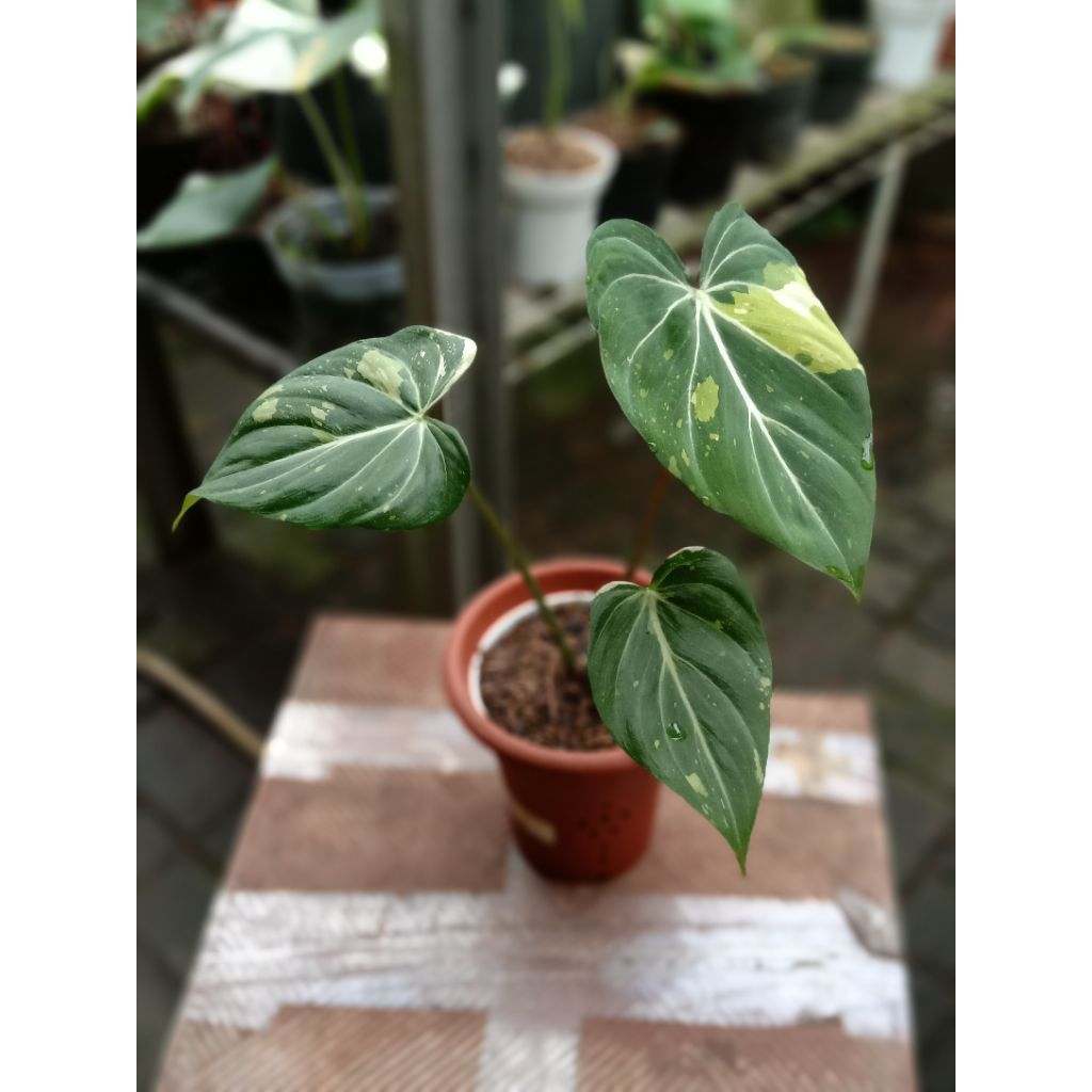 philodendron gloriosum 3C Varigata