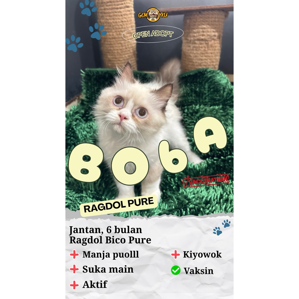 Ragdoll BOBA Pure 100% cute cocok buat teman🥰🫶🏻