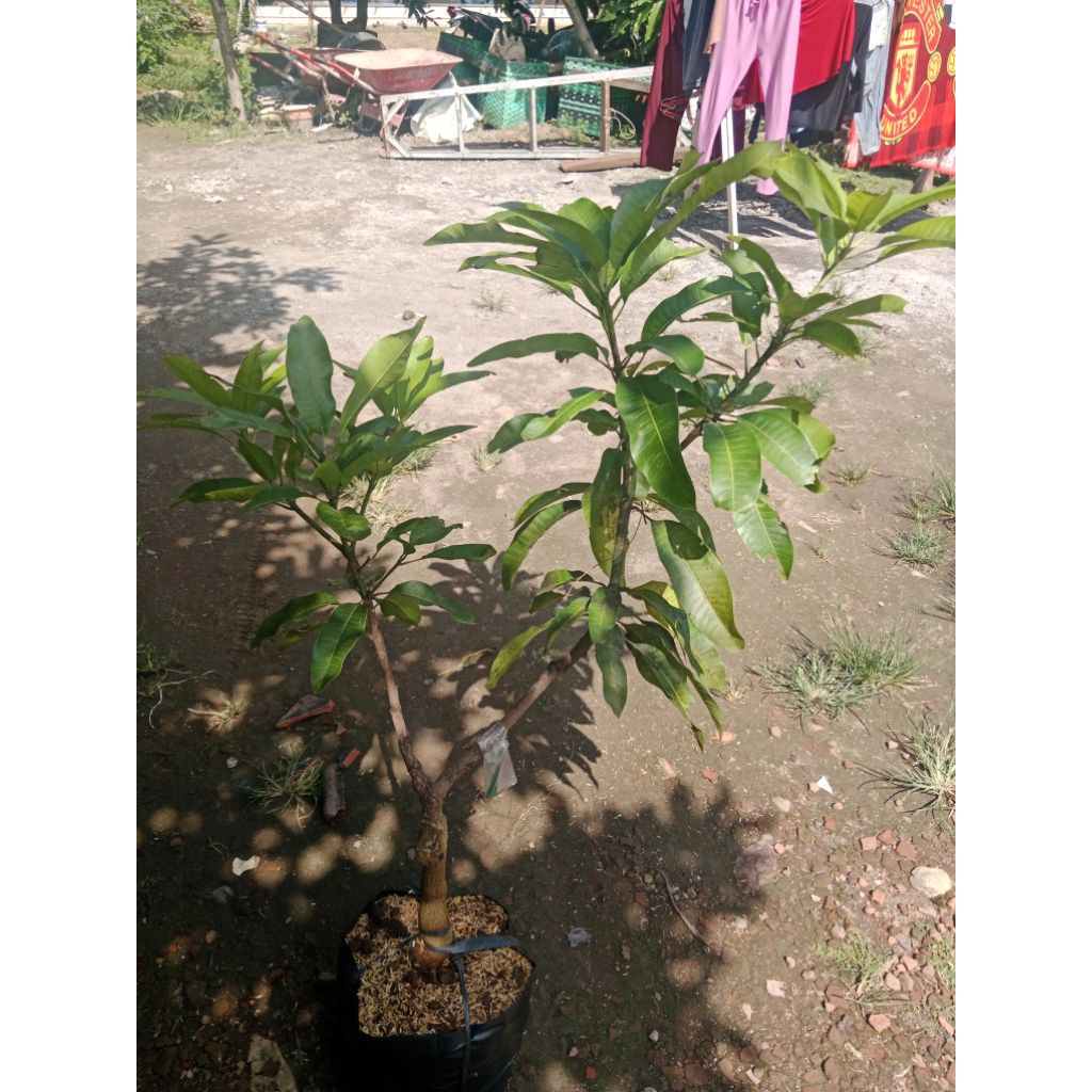 Bibit mangga Manalagi Probolinggo batang spek tambulapot