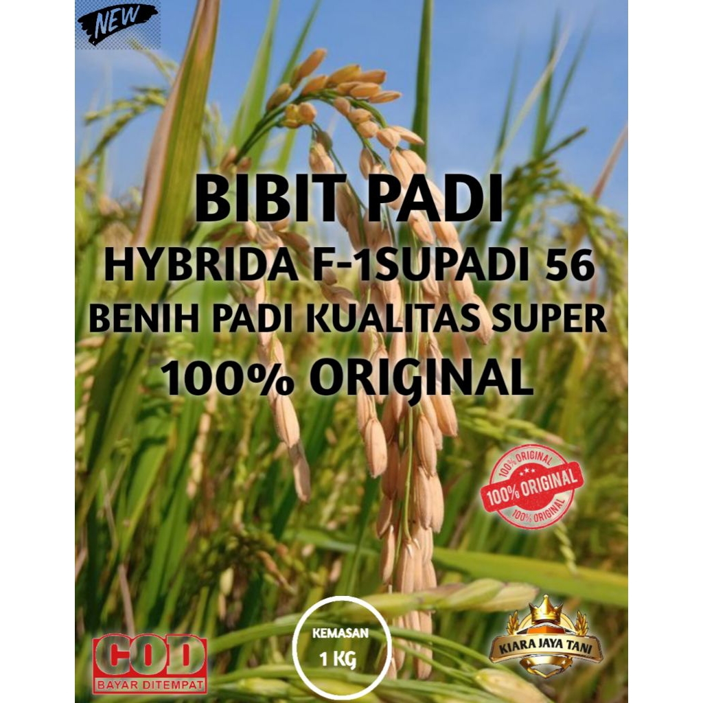( 1KG ) BIBIT PADI HYBRIDA F-1SUPADI 56 , BENIH PADI KUALITAS SUPER 100% ORIGINAL