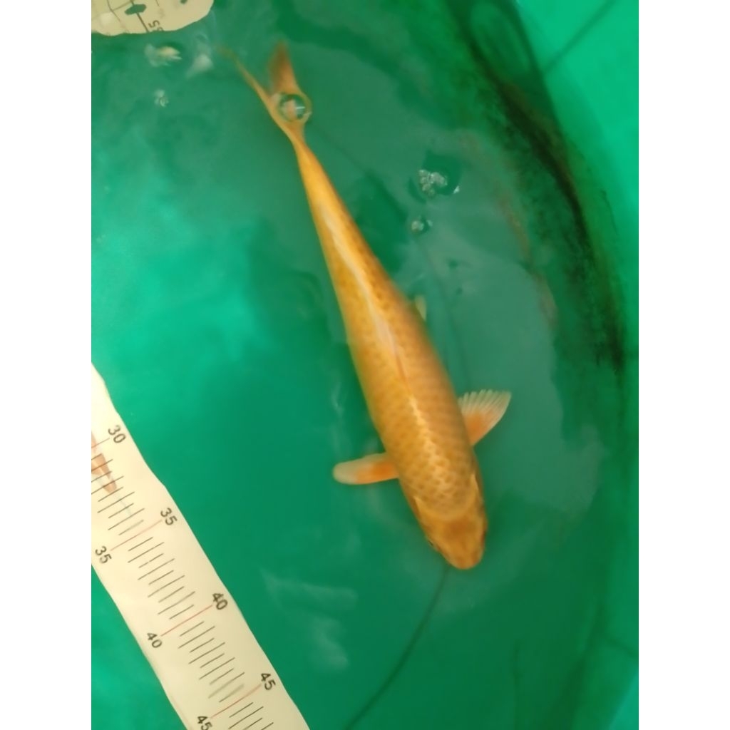Ikan koi jenis Ogon 33cm warna kuning