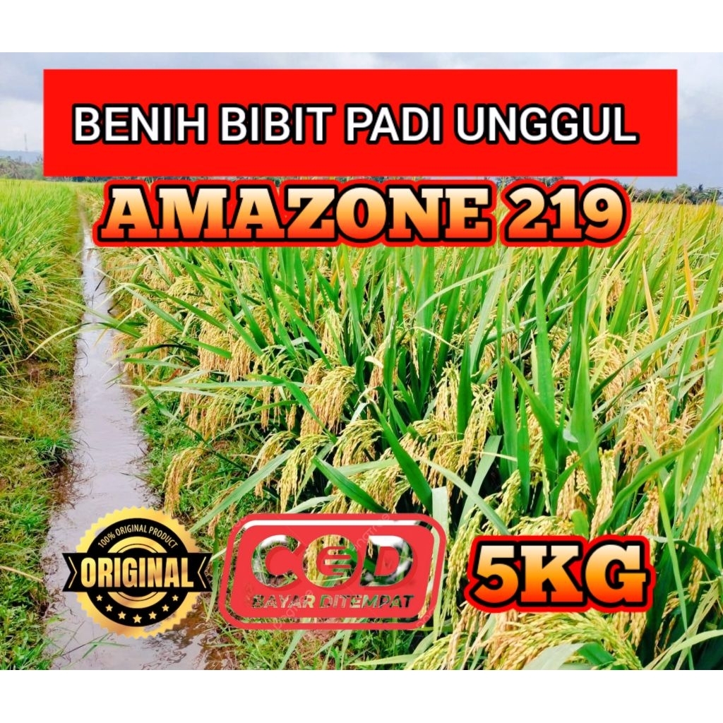 BENIH BIBIT PADI UNGGUL AMAZONE KEMASAN 5KG