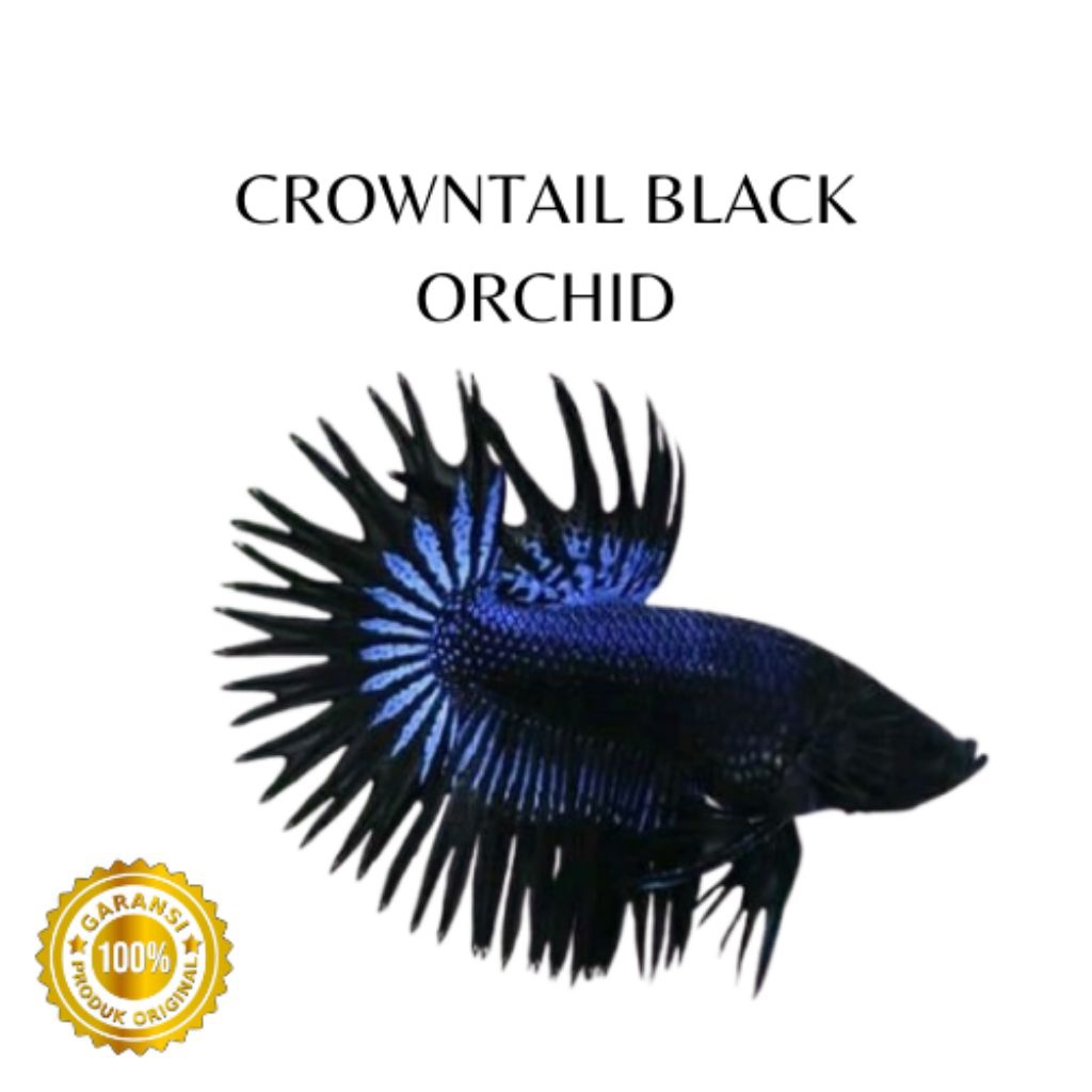 Ikan Cupang Crowntail Black Orchid Jantan