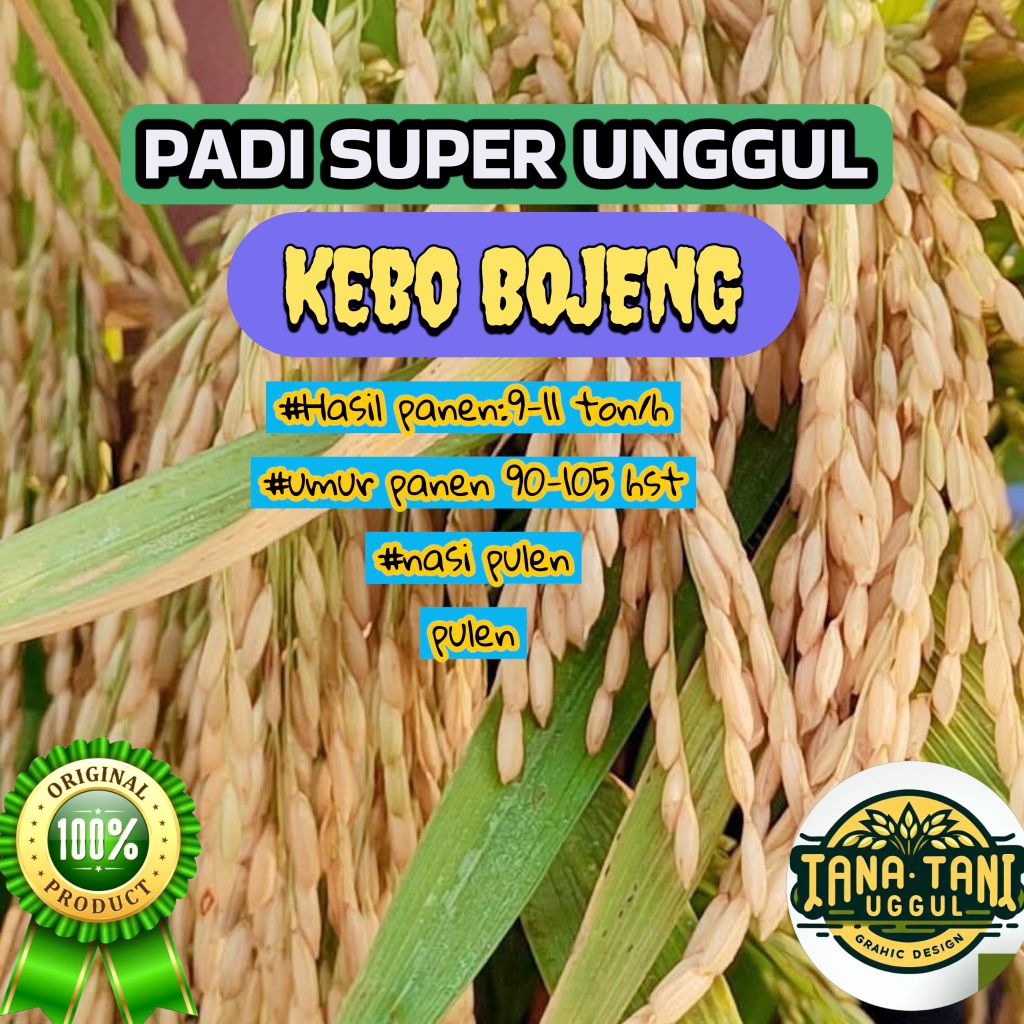 Benih padi super unggul Kebo bojeng kemasan 1kg hasil panen 9-11 ton per hektar