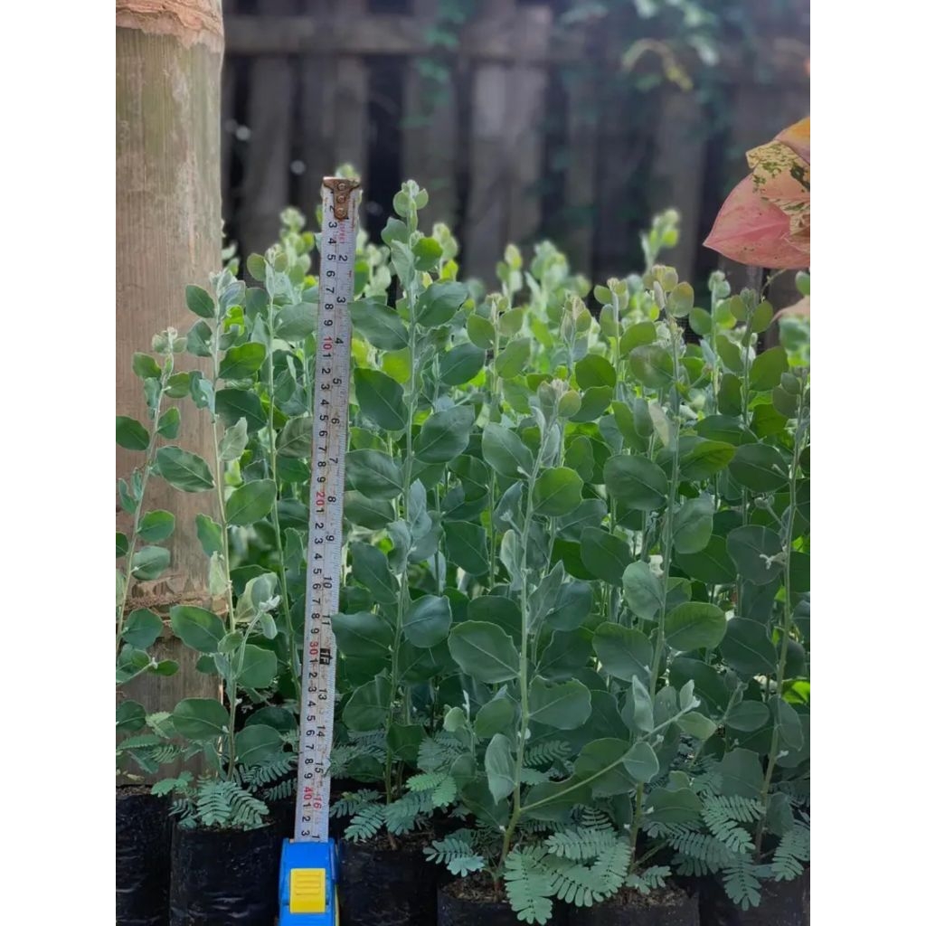 tanaman hias daun,silver dollar memosa/eucalyptus