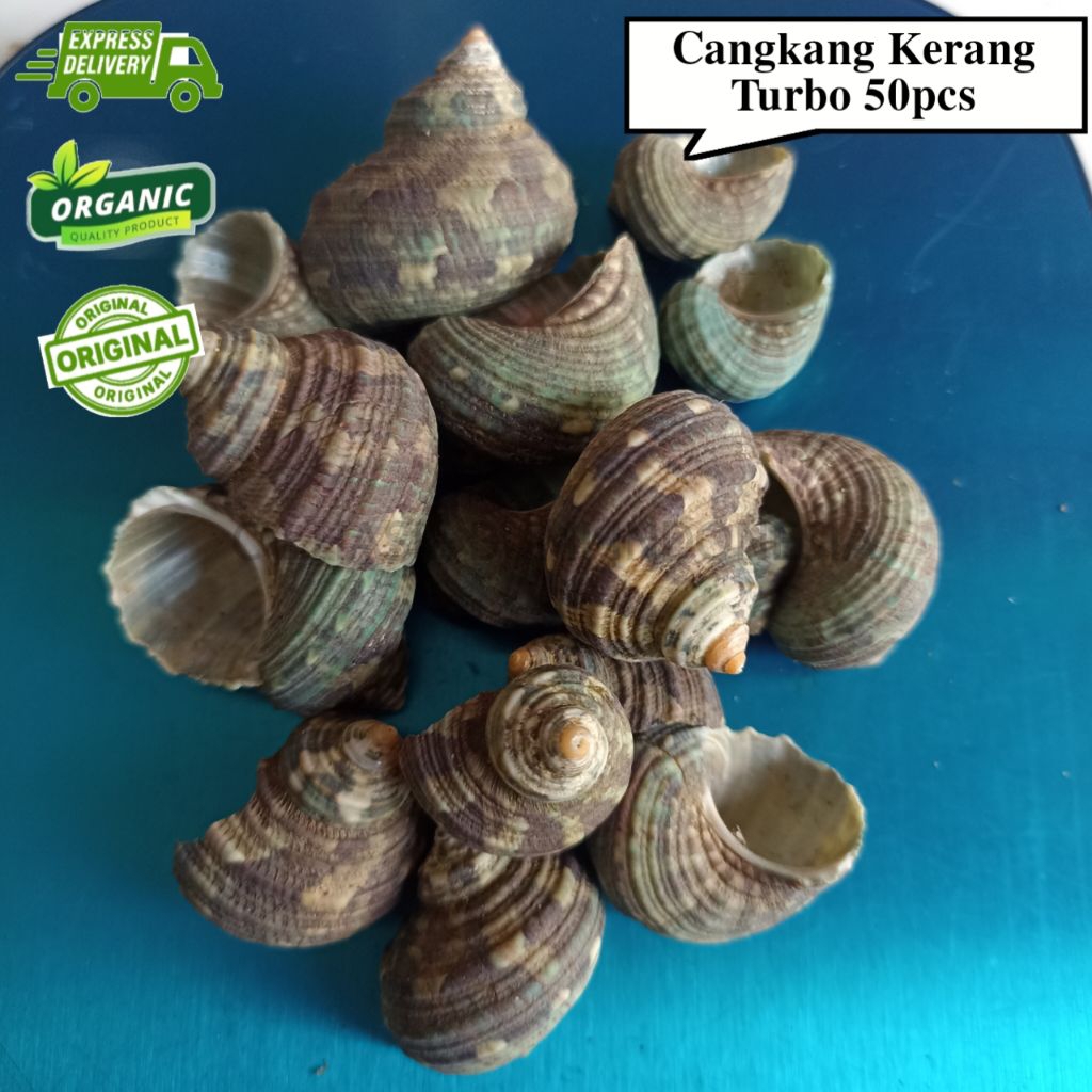 Cangkang Keong Laut Turbo Hijau Isi 100gram untuk Kerajinan Tangan Prakarya