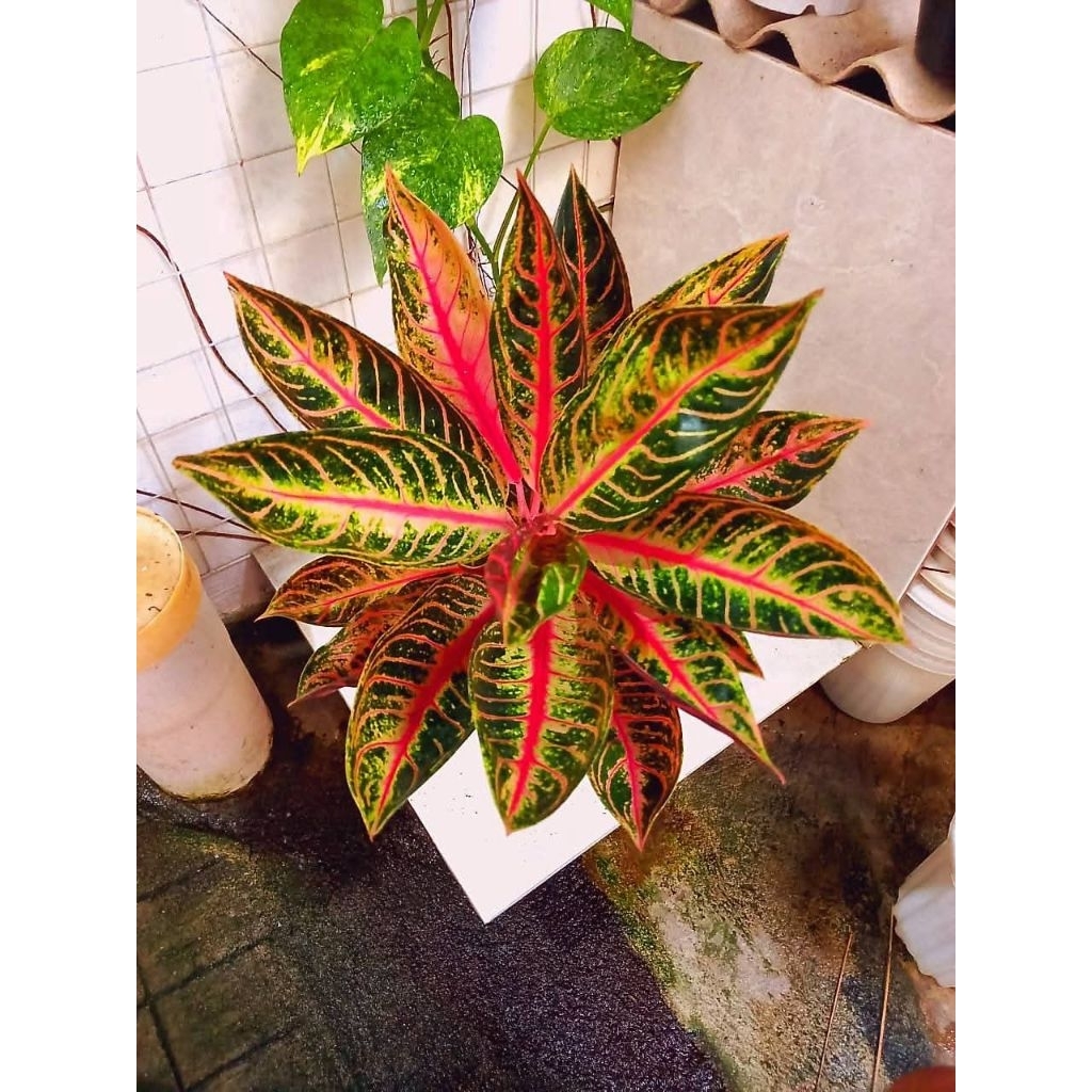 Aglonema POS - Red sumatera, aglonema red sumatera size besar 10 daun +