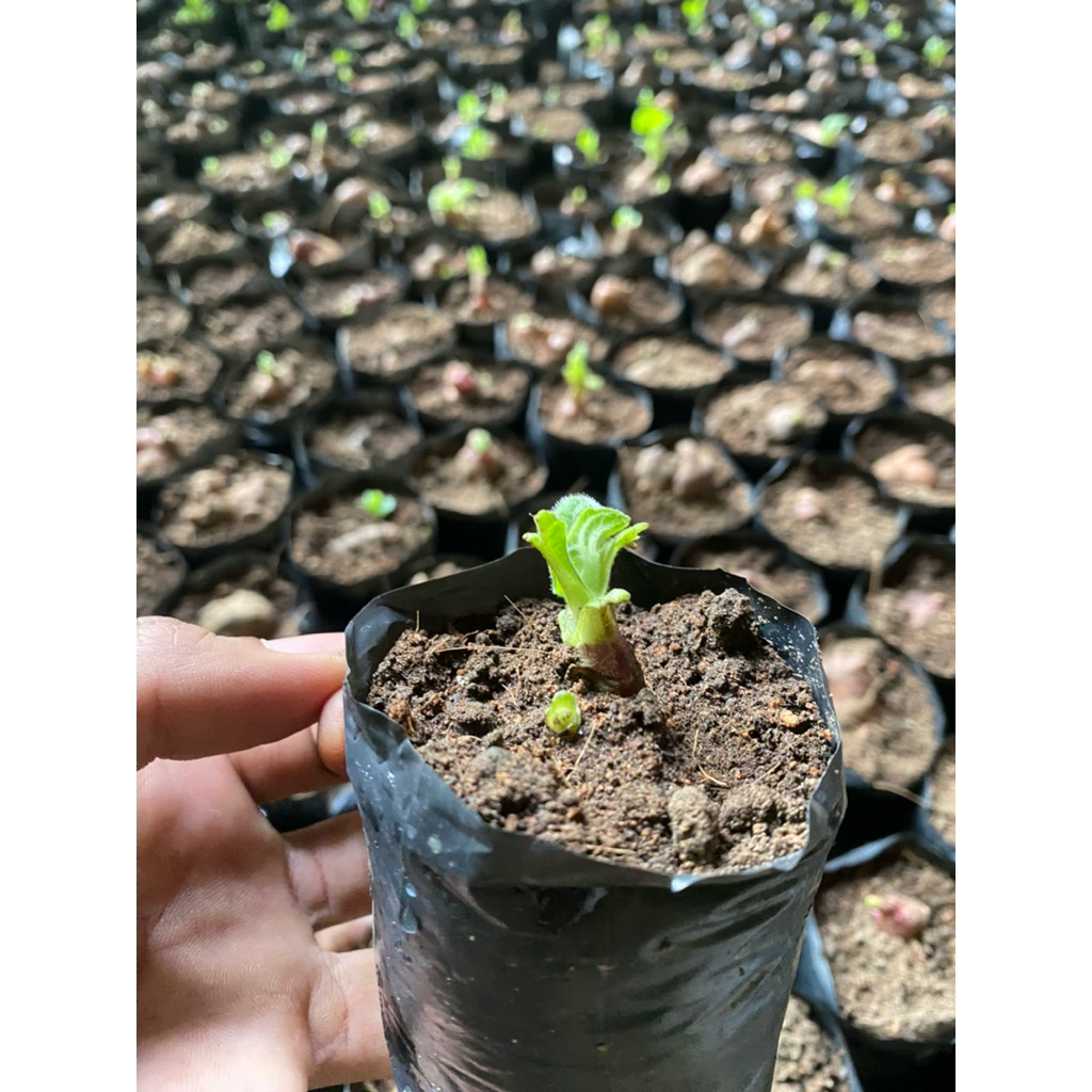 bibit ubi yacon mulai tumbuh tunas