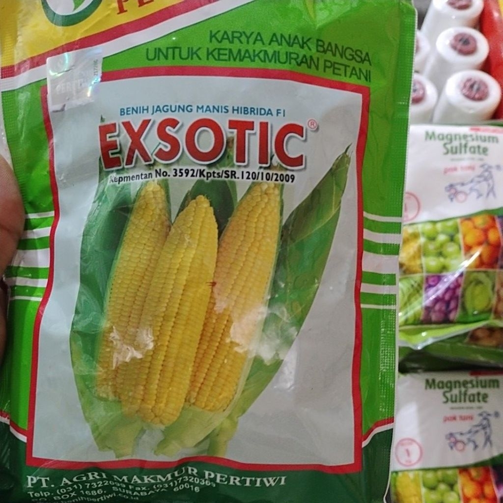 BENIH JAGUNG MANIS EXOTIC