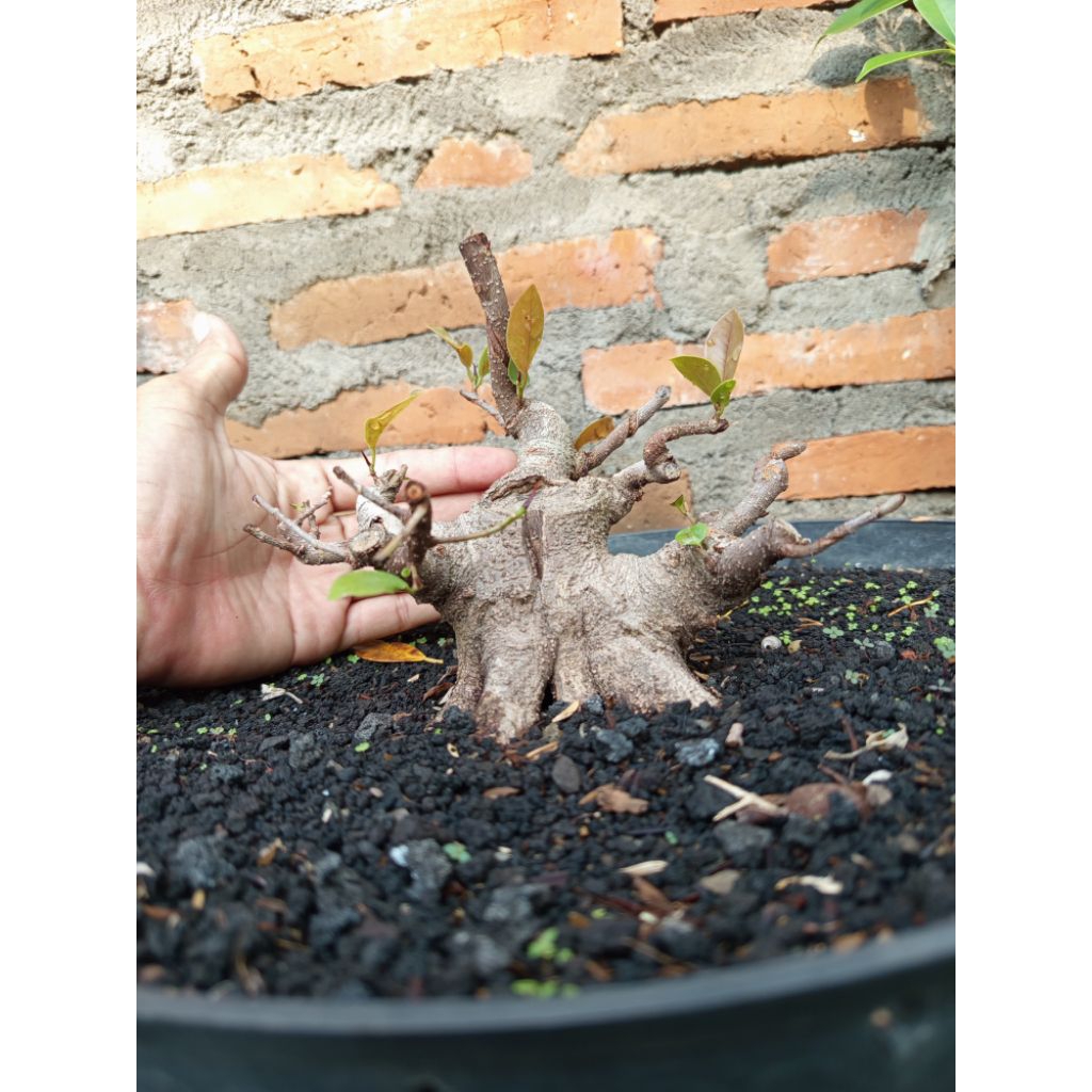 Iprik Bahan Bogel Realpict