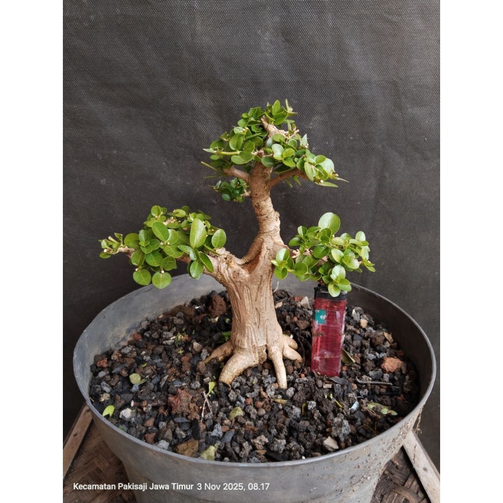 Sancang Program tata Akar (programan)