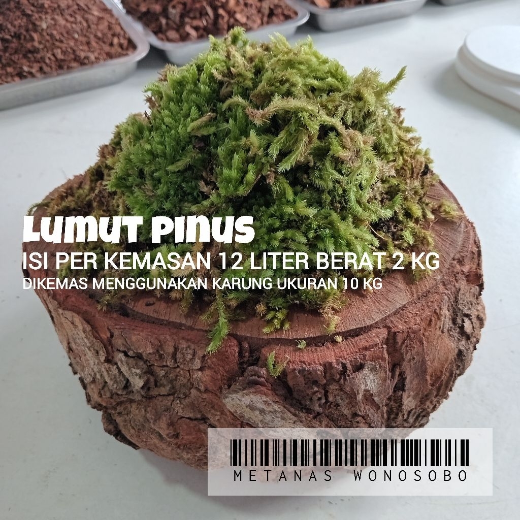 lumut pinus, kemasan karung kecil yang ukuran 10kg, isi 12 liter, media tanam