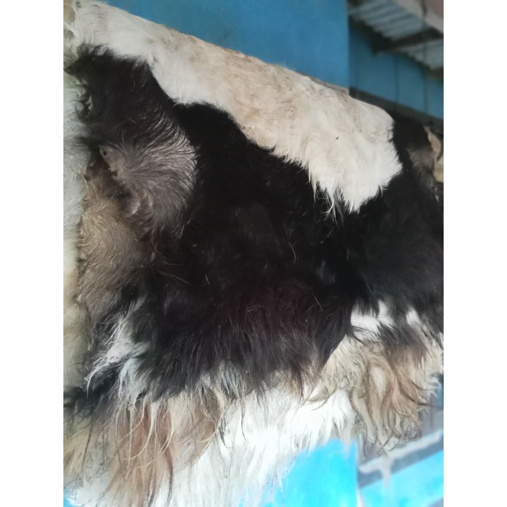 KULIT KAMBING KERING UKURAN JUMBO(bedug, gendang dll)