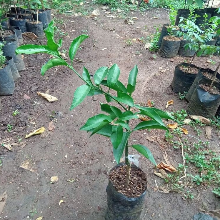 Bibit jeruk Sunkist madu - Bibit Valid Hasil Okulasi Tinggi 30-40 Cm