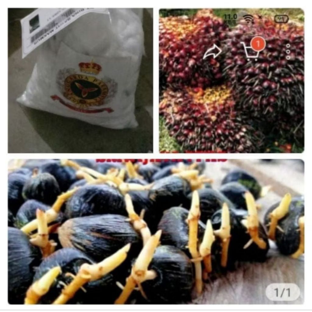 Benih Sawit Unggul DxP SRIWIJAYA 5 ORIGINAL